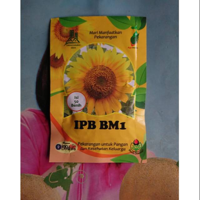 Benih Bibit Bunga Matahari Besar IPB BM1