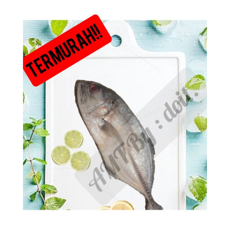 

Ikan Kue Lilin TERMURAH!!! LANGSUNG DARI KAWASAN PERIKANAN!!!