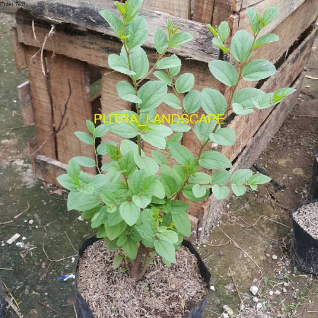 Pohon Bidara arab - obat herbal - tanaman herbal - pohon bidara arab - bidara