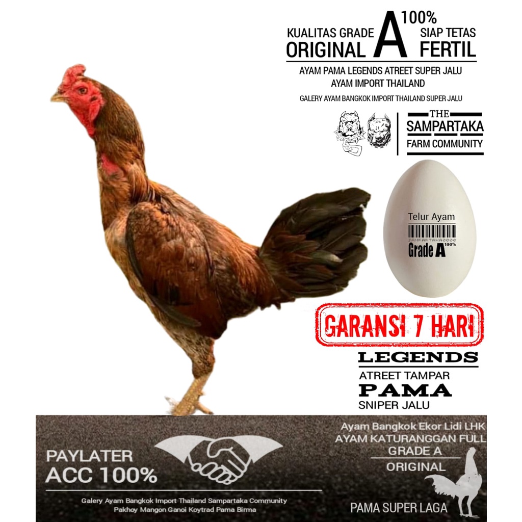 ayam pama super laga telur fertil GRADE A perbutir telor tipe AK 021 BULBI BATIK
