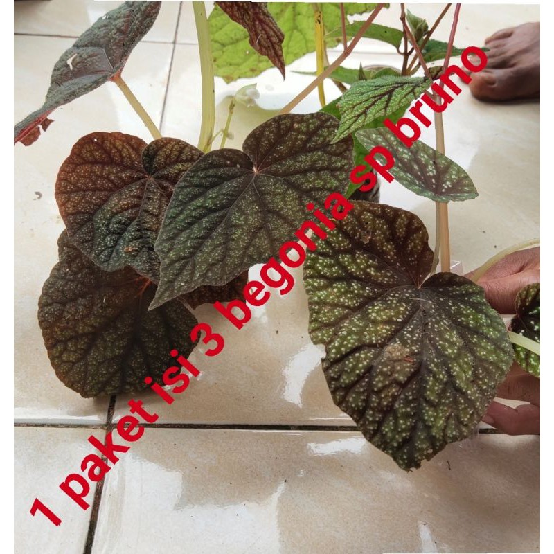 begonia sp bruno,1 paket isi 3