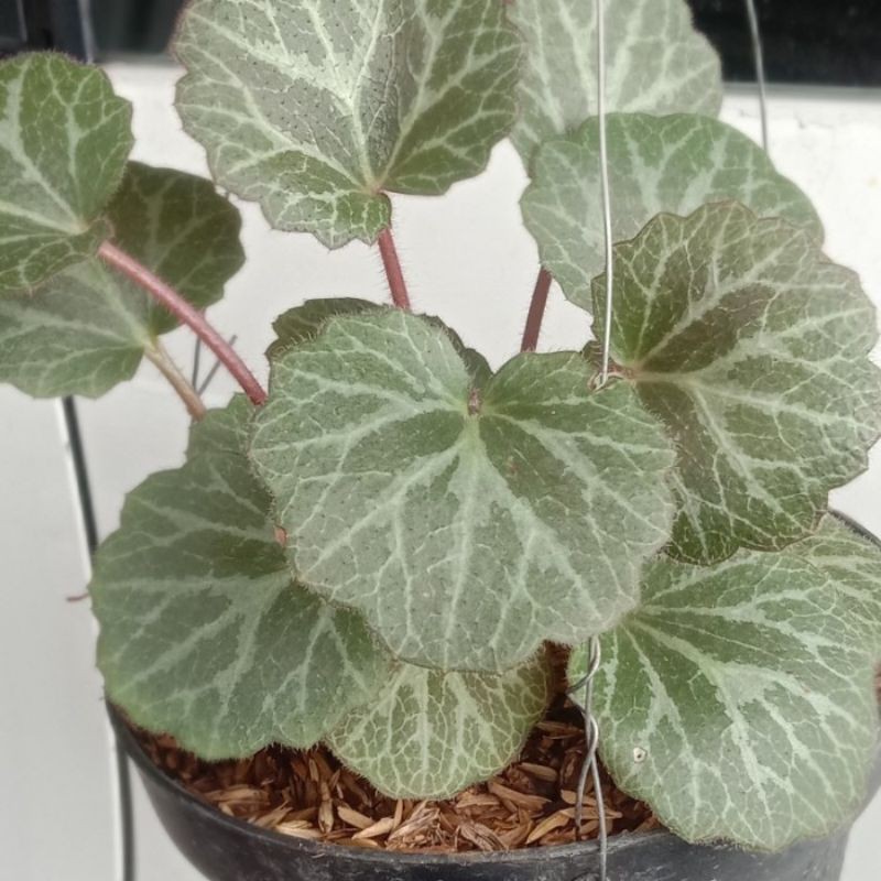 tanman hias gantung begonia strawberry hijau