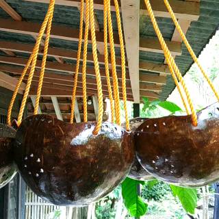  Pot  bunga BATOK  KELAPA  UNIK pot  anggrek pot  gantung  