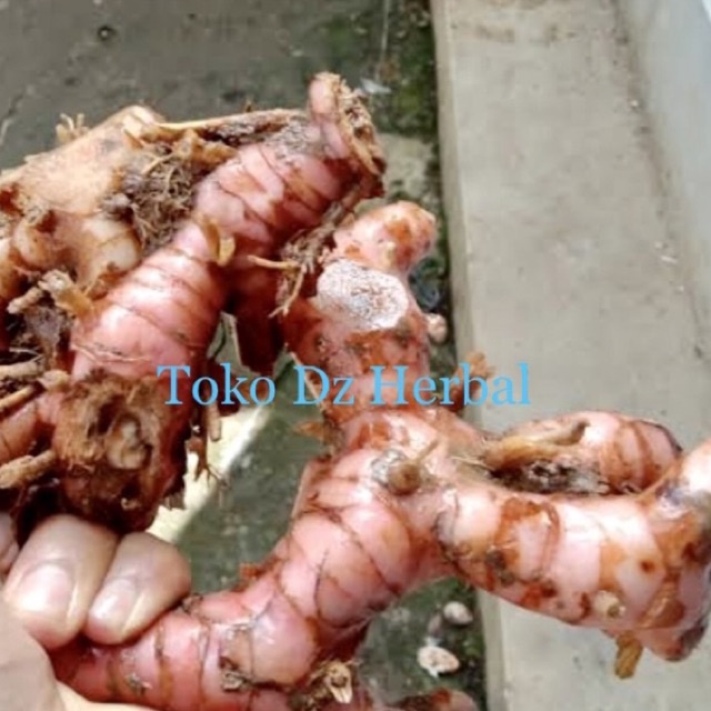 

Lengkuas merah / laos merah segar 250 gram bumbu rempah