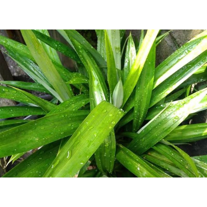 

Daun Pandan Segar Organic