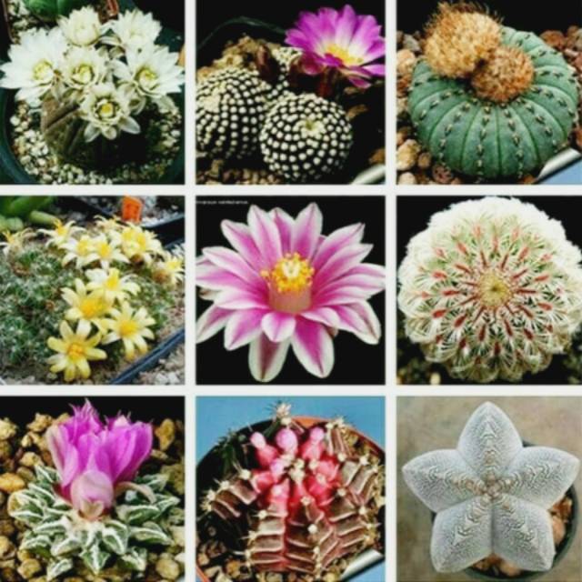 Benih Kaktus Bonsai Bulat Import Mix
