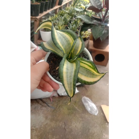 sansevieria Golden Wendys