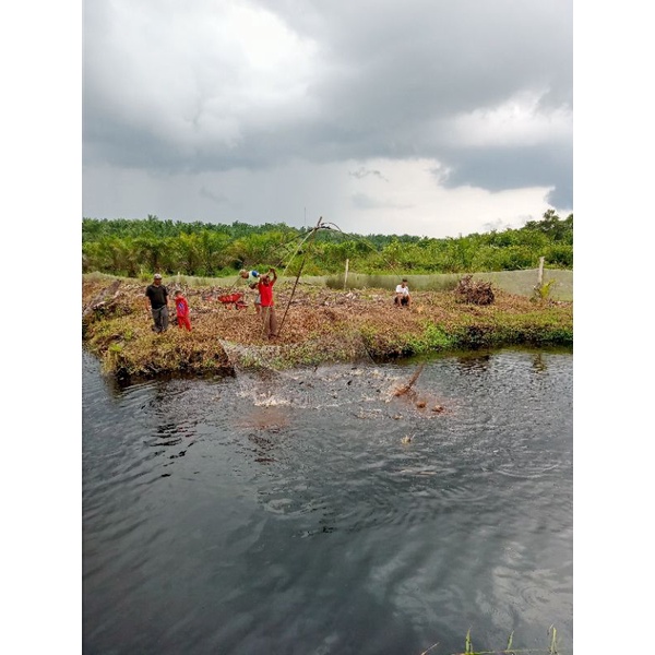 jaring anco nilon 1/2 inchi 270cm x 270cm benang D3