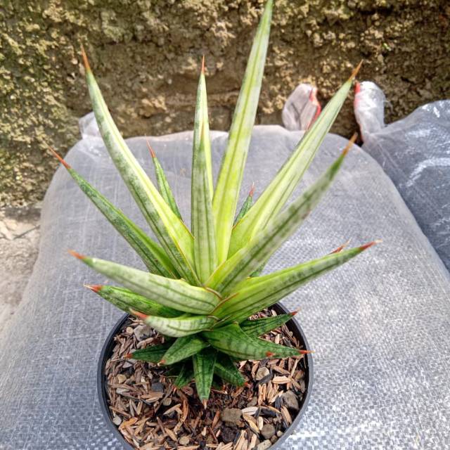 Sanseveria gracilis varigata