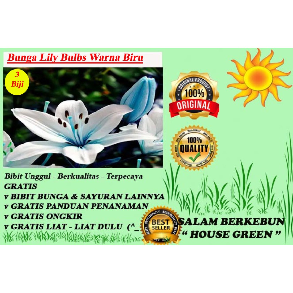 Bibit Bunga Lily Bulbs Langka Warna Biru Isi 3