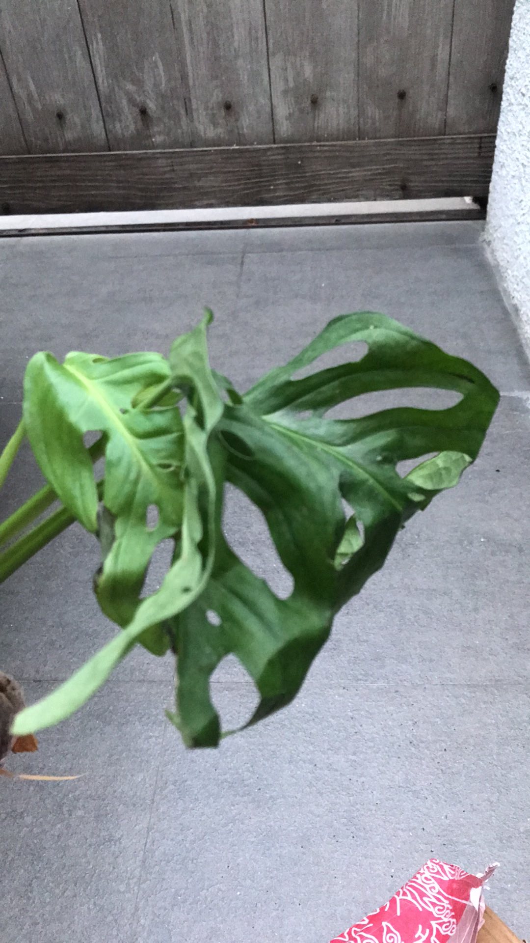 Bibit Tanaman Monstera Obliqua Philodendron Monstrea Daun Janda Bolong