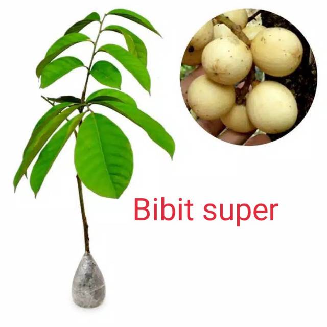 Bibit duku palembang tanpa biji super unggul