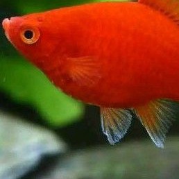 

ikan hias platy red coral