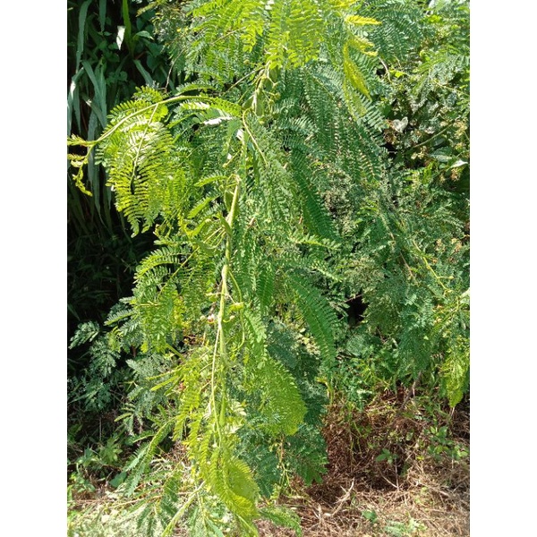 

Daun Pete cina / lamtoro 250 gr