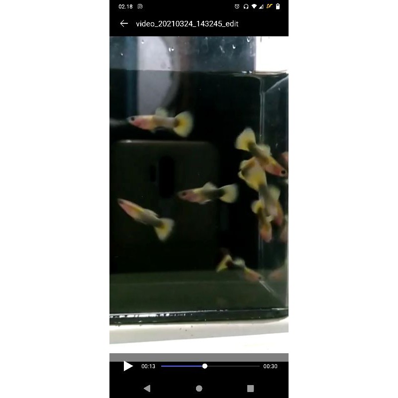 HB Yellow glassbally/pasang