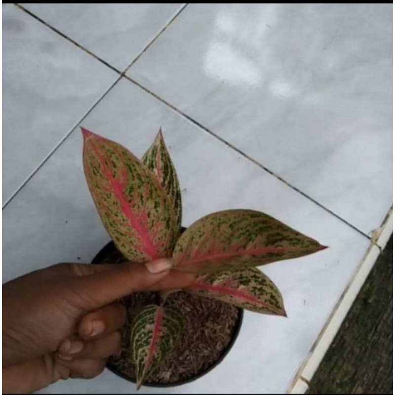 tanaman hias AGLONEMA LEGACI// BIBIT AGLONEMA LEGACI