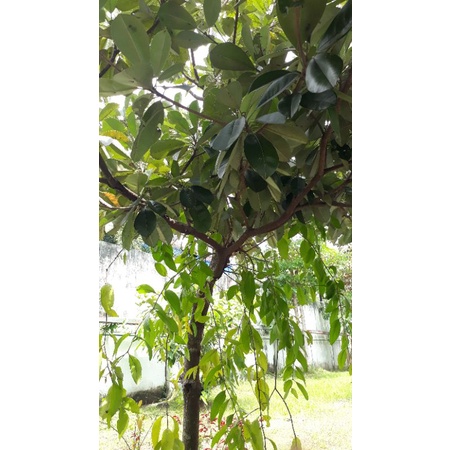 

benalu sawo kecik segar 400gr