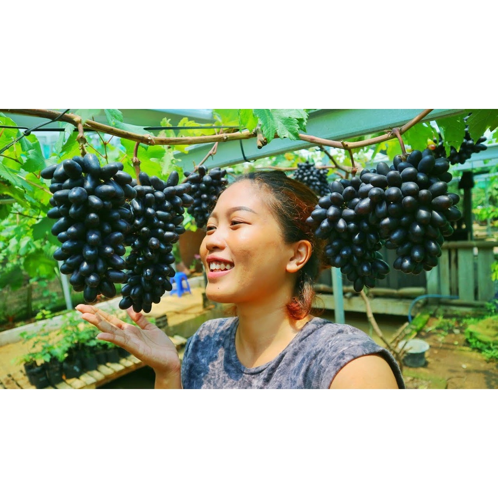 PROMO SPESIAL BIBIT ANGGUR TROPICAL 3 VARIAN