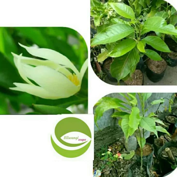 BIBIT TANAMAN BUNGA CEMPAKA /KANTIL PUTIH/POHON BUNGA KANTIL PUTIH ASLI