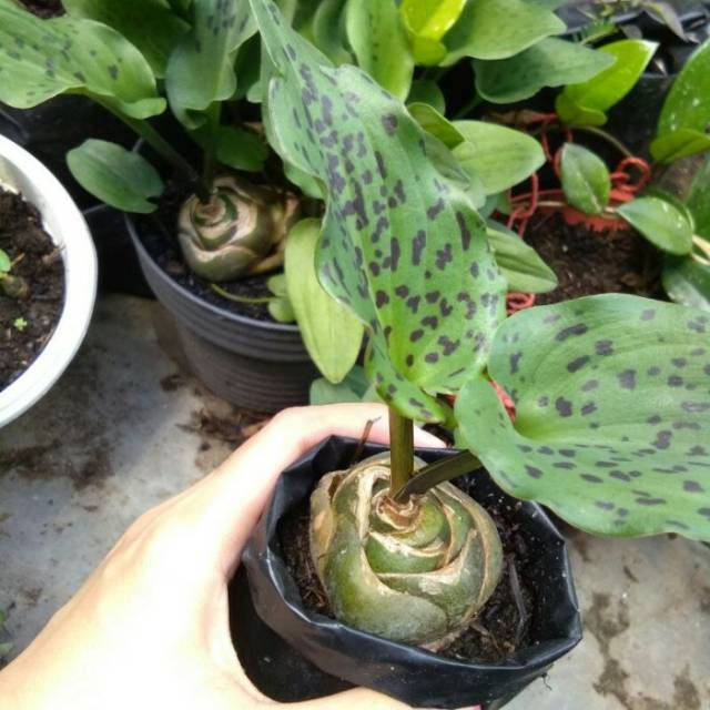 Tanaman hias bunga keladi lidah telur katak