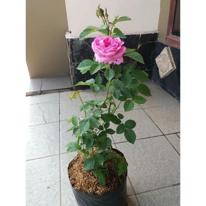 plant mawar damascena