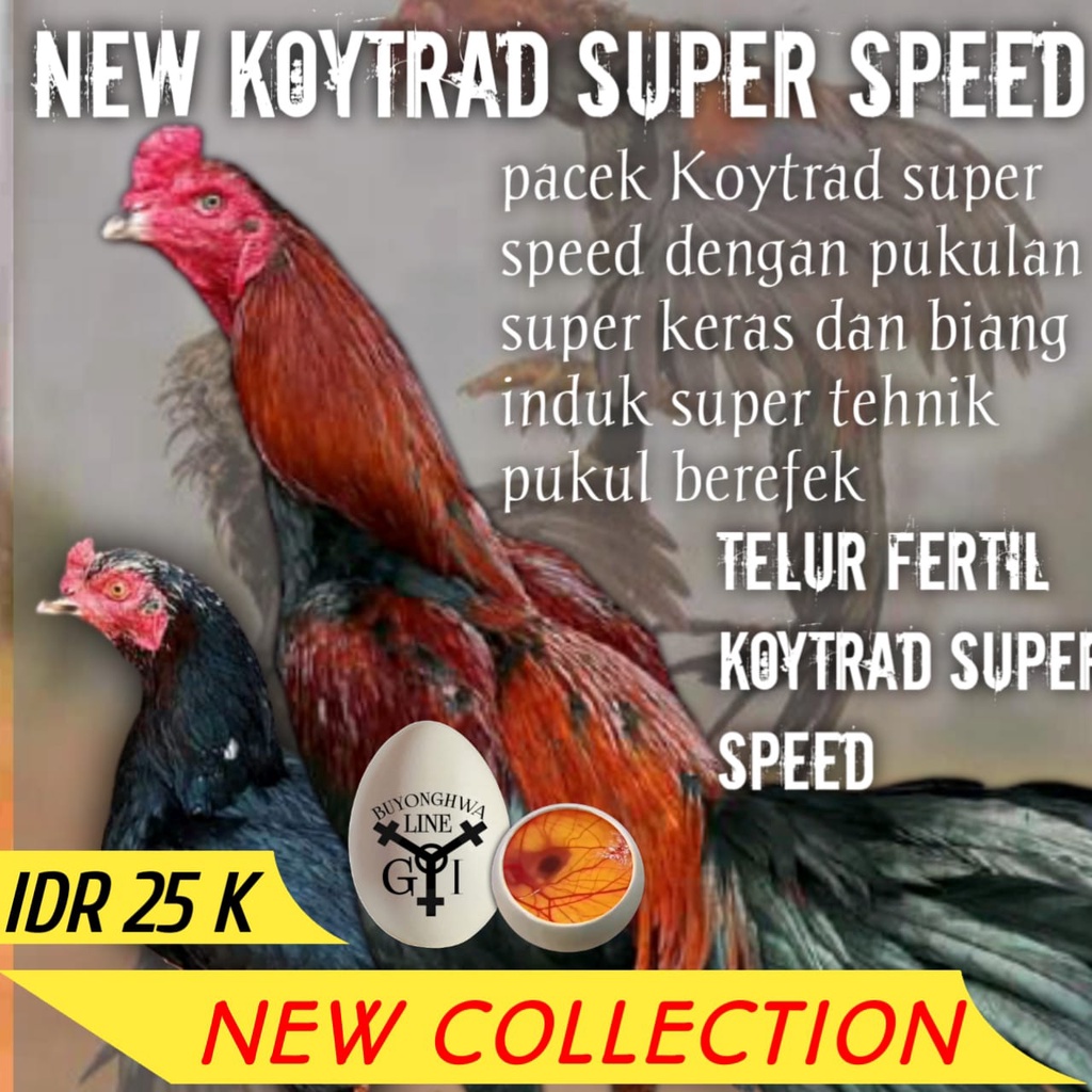 telur ayam bangkok fertil koytrad super