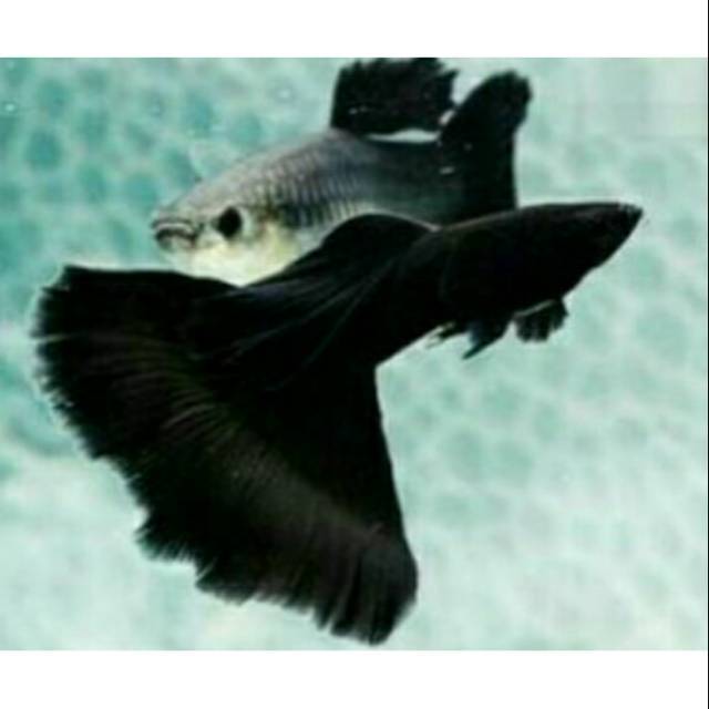 Guppy black Moskow / full black ikan hias untuk mempercantik aquarium dan aquascape