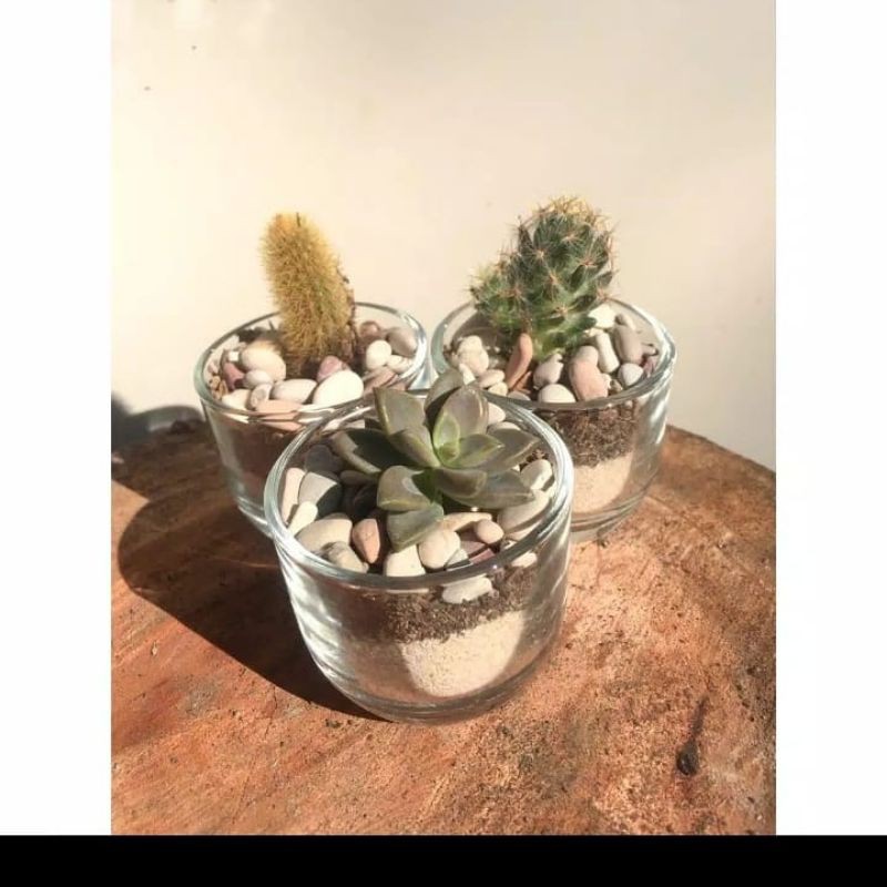 Kaktus & Sekulen Mini Terarium (PAKET HEMAT 3 PCS)