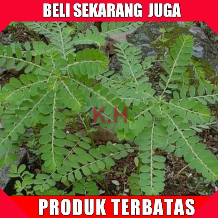 

Daun meniran segar herbal