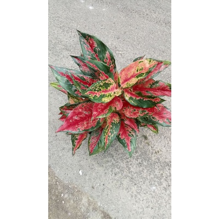 Aglonema Camelon Rumpun