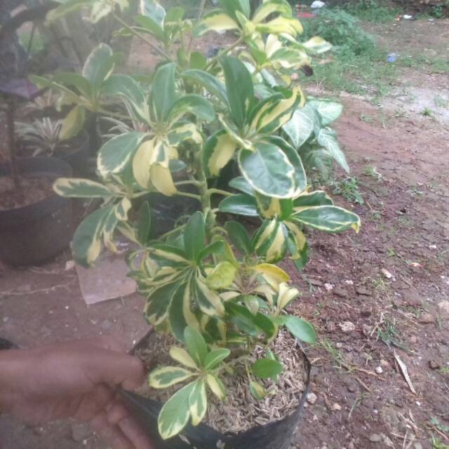 Tanaman hias walisongo bandung-pohon walisongo - tukang tanaman hias