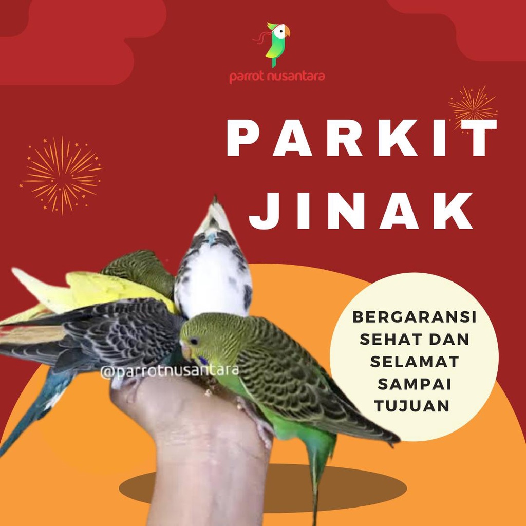 Burung parrot burung parkit jinak