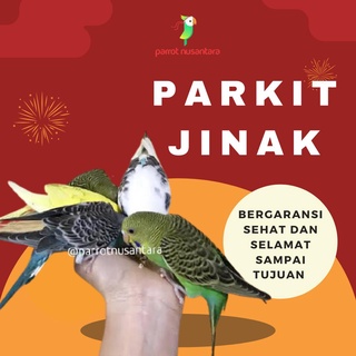 burung parrot parkit jinak warna budgie