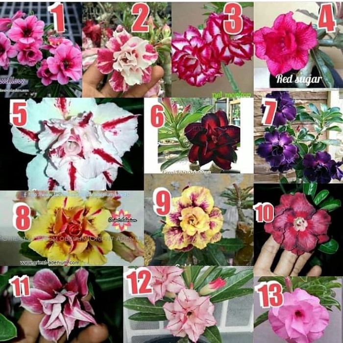 

promo Bibit adenium/kamboja jepang no 1-13 murah