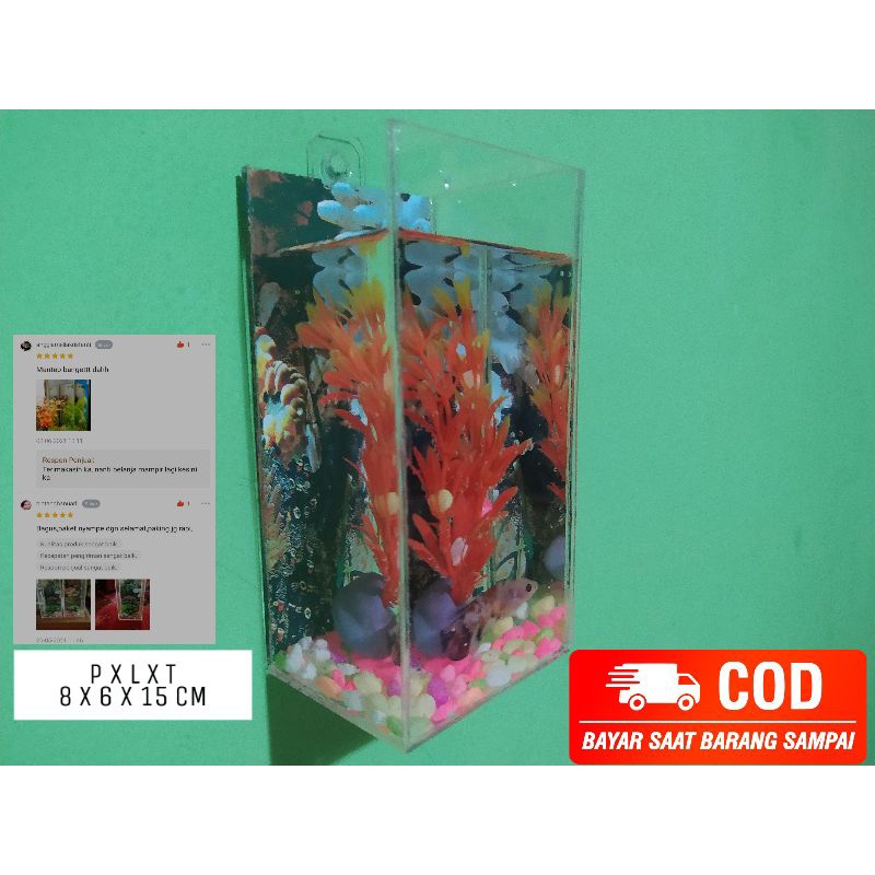 Aquarium Soliter Ikan Cupang Hias Tempel Dinding