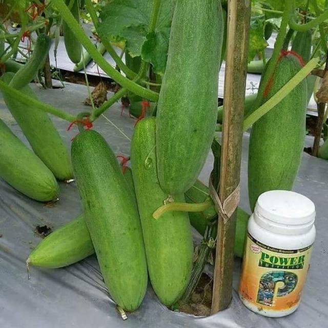 Pupuk Power Nutrition Nasa