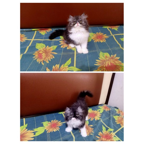 Kitten Persia Jantan & Betina