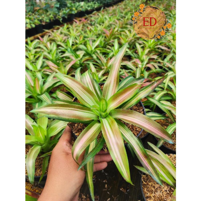 BROMELIA TRICOLOR