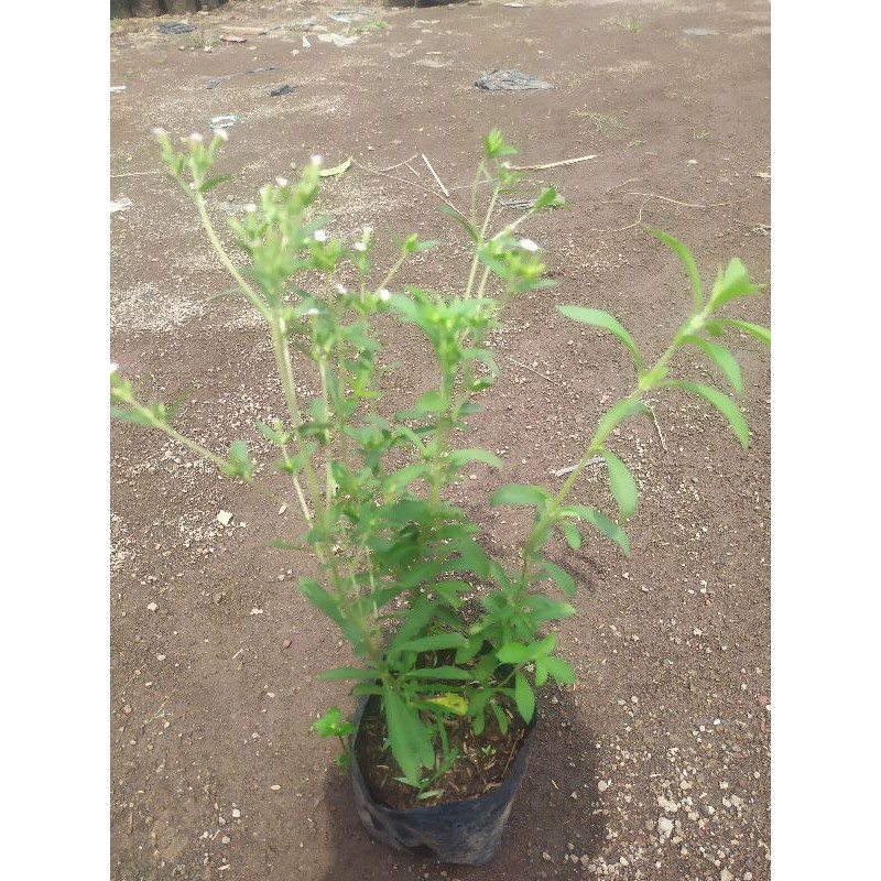 bibit tanaman stevia daun Stevia  herbal tanaman herbal
