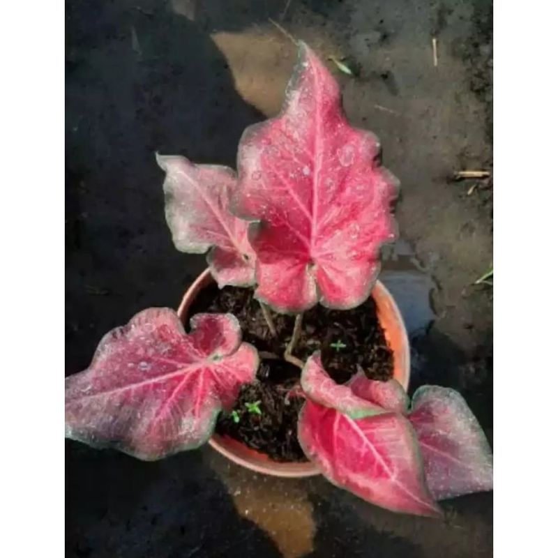 Umbi Caladium pink Ramla - keladi hias pink