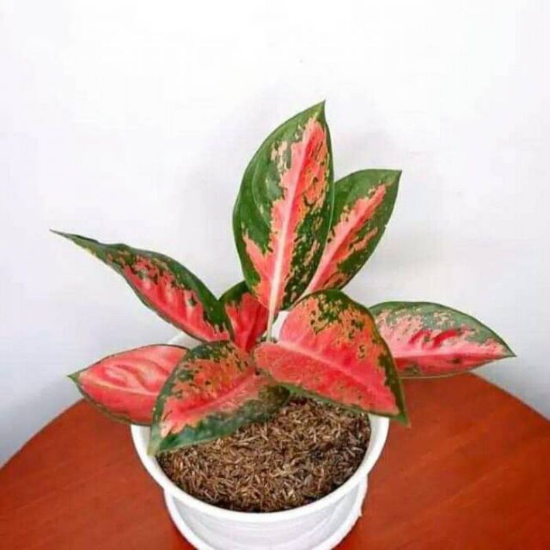 Tanaman hias bunga aglonema kochin - bibit aglonema