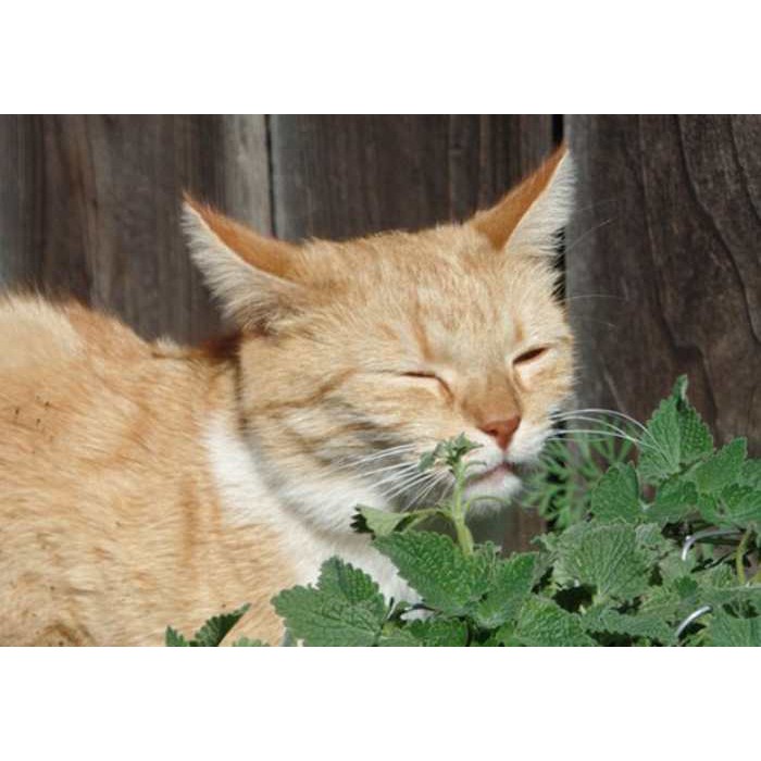 Bibit Tanaman Catnip Sangat Disukai Kucing