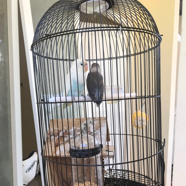 Love bird burung cinta sepasang Pasput & batman siap ternak