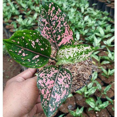 Aglonema Pink Dalmation Dewasa