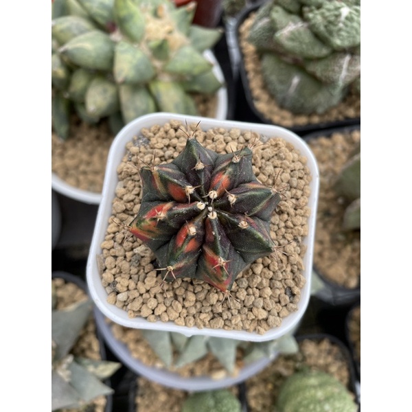Kaktus gymnocalycium blackpearl