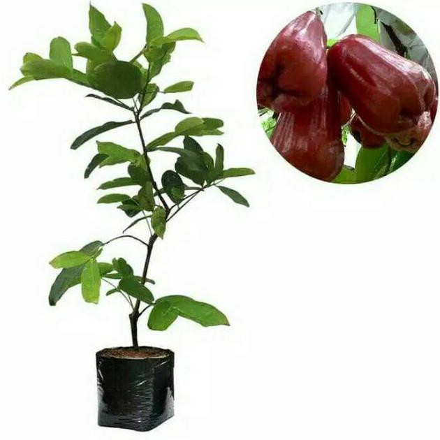 Bibit Jambu Citra Berkualitas  Bibit Tanaman Buah Jambu Air Citra