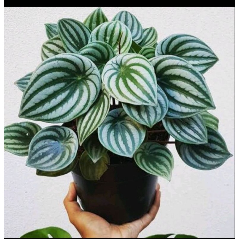 Peperomia Watermelon Daun Jumbo