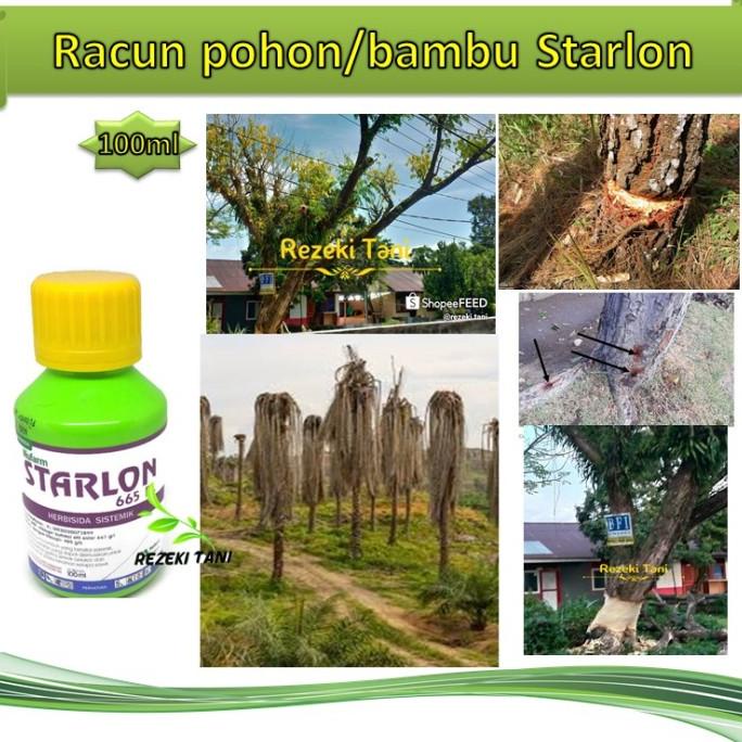 Jual Herbisida Racun Gulma Kayu Starlon 100ml Basmi Kayu Kayuan Pohon