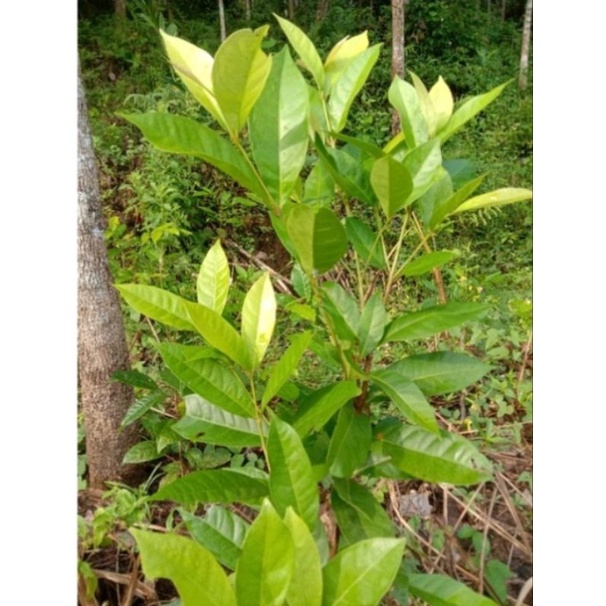 

Daun salam segar