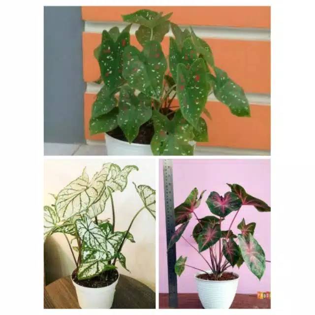 Paket 3 tanaman hias, keladi tisu, keladi tri color, keladi lipstik